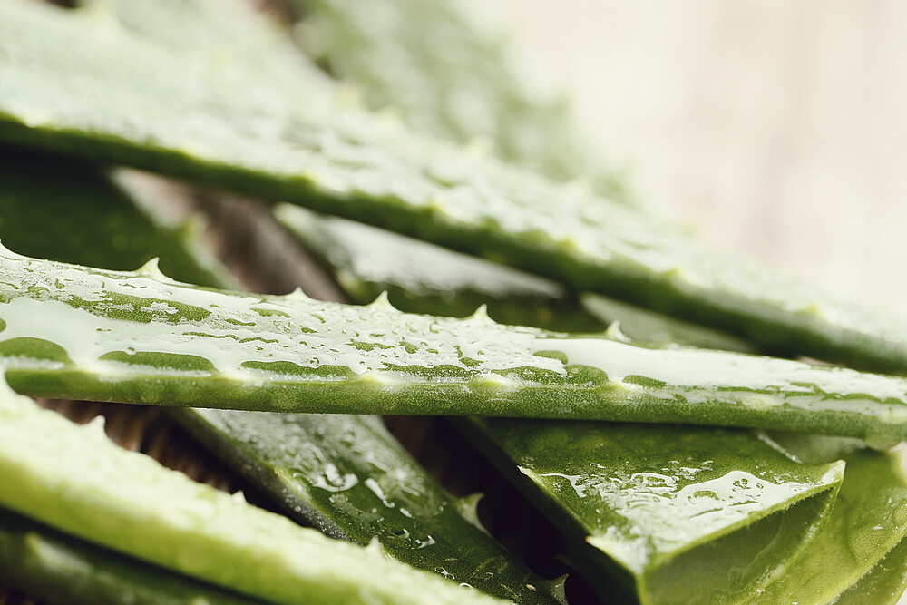 aloe, aloevera, aloe vera, background, body care, botany, cactus, care, close-up, cure, green, heal, health, herb, herbal, liquid, lotion, medical, medicine, natural, nature, nobody, plant, leaf, pure, skincare, succulent, thorn, vera, cosmetic, treatment, ingredient, beauty, dermatology, gel